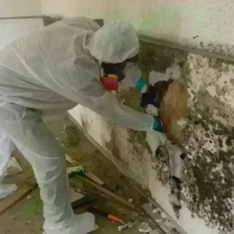 Mold Remediation and Removal in Houston, PA